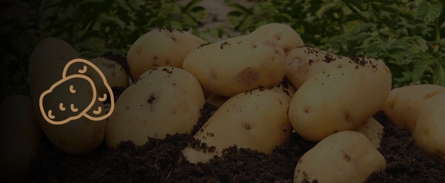 Big Bag Agricole, transport pommes de terre – Tremac inc